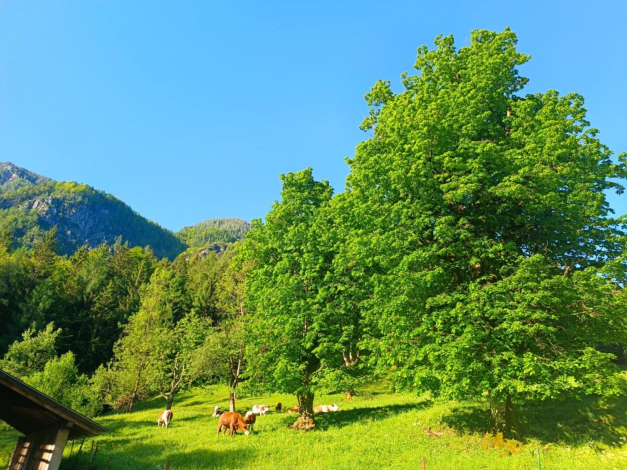 Hostel Sigma House Mojstrana Zewnętrze zdjęcie